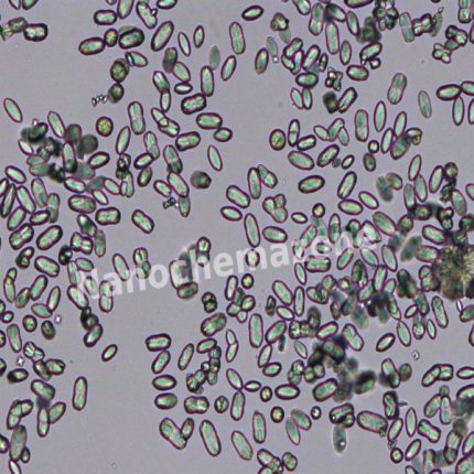 Calcium oxalate monohydrate, 99.999%