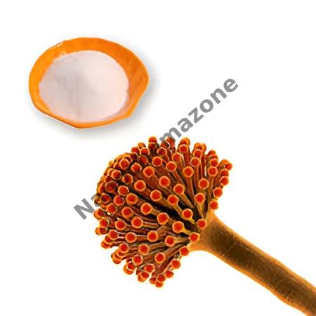 Chitosan(from Aspergillus Niger) (237555)